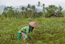 Bali