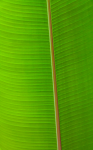 Singapore 17