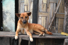 Myanmar