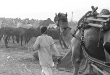 India 75
