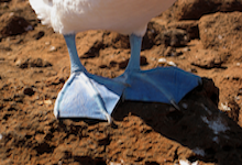 Galapagos