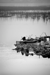 Oyster Farm 