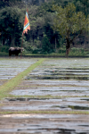 Buffalo