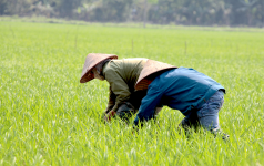 Rice field