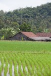 Bali 9