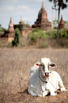 Myanmar